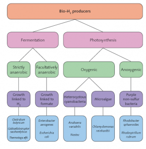 bioh2 294x300 UK Researchers Use Bacteria to Generate Hydrogen from Landfills