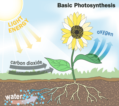 Hydrogen Produced by Mimicking Photosynthesis