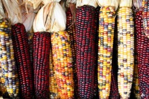 corncobs_000