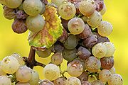 Gliocladium Roseum: Rotten Grapes Fungus Produces Diesel