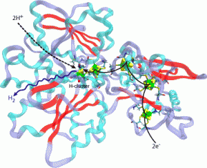 hyde reaction 300x243 Bacteria Produces Hydrogen In More Harsh Conditions