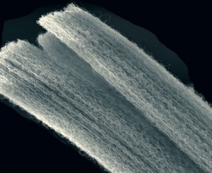 nanotubes 300x245 Carbon Film Nanotubes to Be Used in Storing High Amount of Charge
