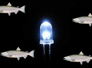 salmon-dna-led-bulb_IyYqc_69