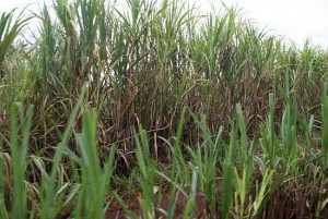 sugarcane JEL88 250131 300x201 Low Cost Way to Convert Sugarcane Juice into Useful Fuel