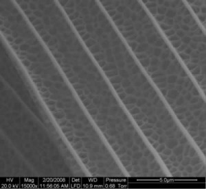 1601d 300x276 Better Solar Panels With Newly Discovered Nanometric Butterfly Wings