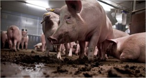 The Best Way to Generate Electricity from Pig Poop