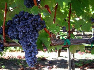 napa winery 300x225 The Napa Winery Making Hydrogen from Grape Wastewater