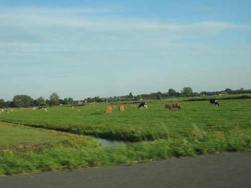 Dutch Company Generates Cow-Manure Power to 1,100 Homes