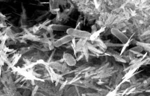 Shewanella 300x192 New Discovery: Generating Electricity With Ground Bacteria Shewanella