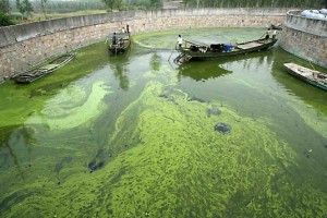 NASA is Producing Biofuel from Algae Grown in Sewages