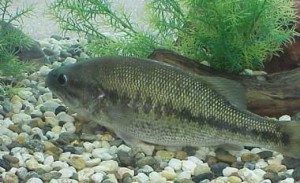 Hydrokinetic Power Does Not Affect Fish Populations