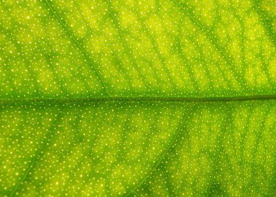 New Artificial Leaf Concept Increases Hydrogen Output Three Times