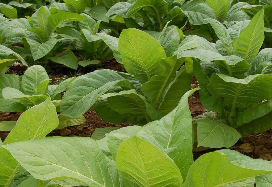 Scientists Hack Tobacco Plants to Grow Synthetic Photovoltaic Cells