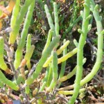 Salicornia Biofuel for Jet Engines Could Compete With Petrol Fuels and Emit Zero CO2