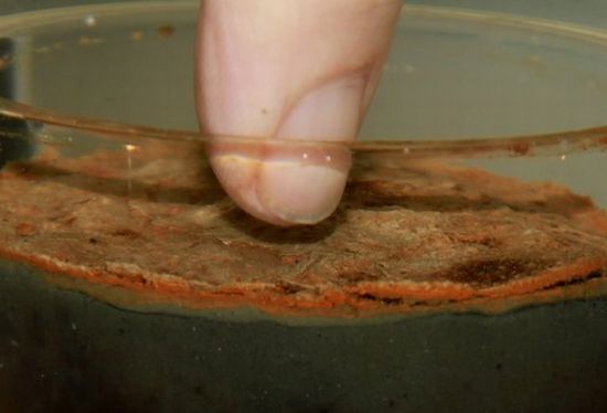 Bacteria Colony Reacts with Seawater and Mud to Produce Electricity