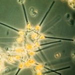 Astounding Discovery: Marine Algae Using Quantum Mechanics Principles for Light Harvesting