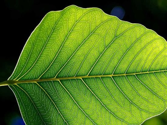 Artificial Photosynthesis Could Power Homes on a Bottle of Water