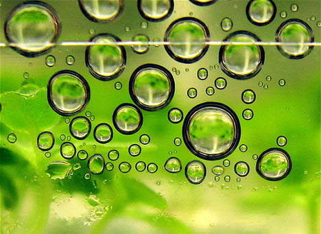 Toyota Spreading Their Wings in Algae Biofuel Production to Replace Fossil Fuels