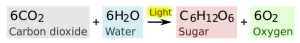 Can Scientists Synthesize the Photosynthesis Equation?