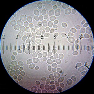 Saccharomyces Cerevisiae - Yeast, Produces Alcohol Naturally