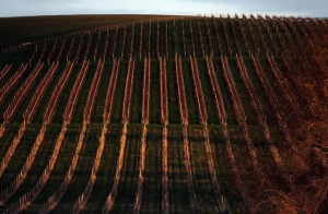 Rows of vines can be seen at sunset at Yalumba's Jansz estate in the Tamar Valley, located in the northeast of Tasmania June 4, 2014. REUTERS/David Gray
