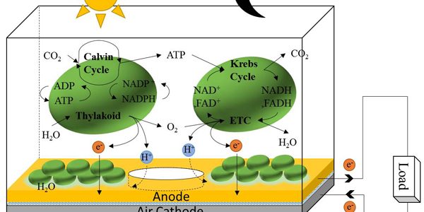 Bacteria Solar Cell